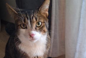 Avviso scomparsa Gatto Maschio , 3 anni Lausanne Svizzera