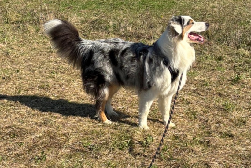 Avviso scomparsa Cane  Maschio , 1 anni Chemillé-en-Anjou Francia