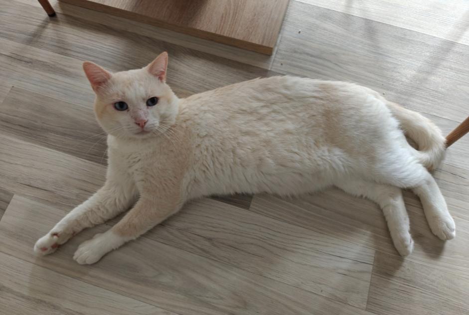 Avviso scomparsa Gatto  Maschio , 4 anni Sion Svizzera