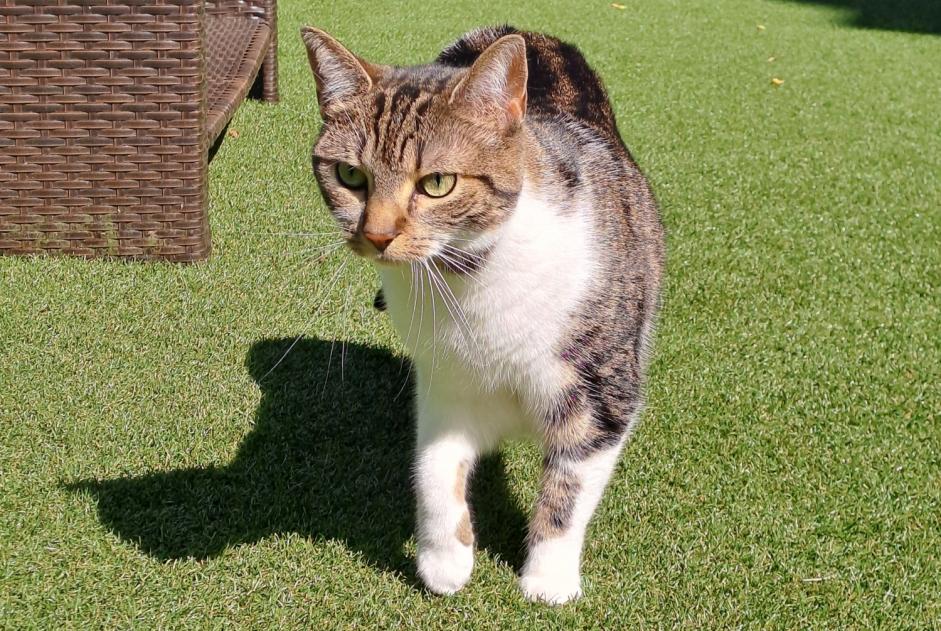 Avviso scomparsa Gatto incrocio di razze Femmina , 3 anni Woluwe-Saint-Pierre Belgio