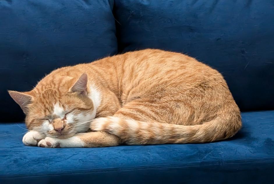 Avviso Ritrovamento Gatto incrocio di razze Maschio , 3 anni Steinhausen Svizzera