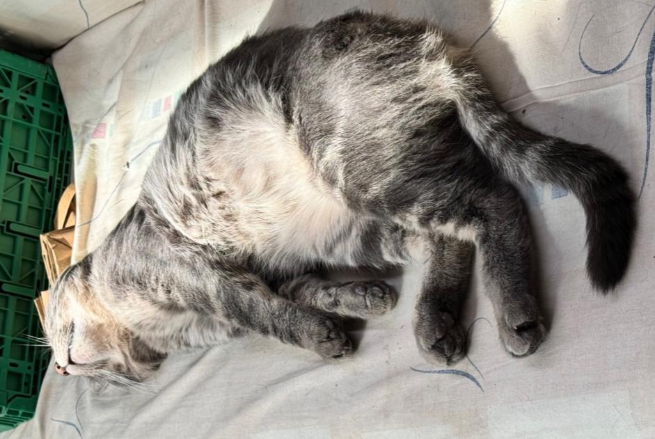 Avviso scomparsa Gatto  Maschio , 5 anni Lausanne Svizzera