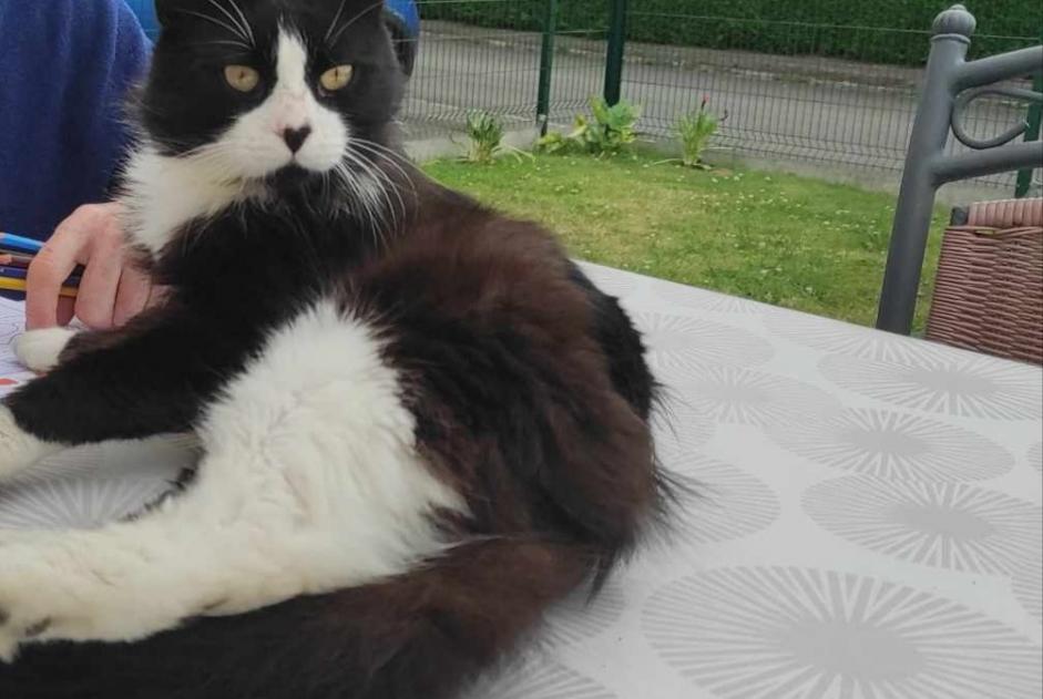 Avviso scomparsa Gatto Maschio , 2 anni Chauvigné Francia