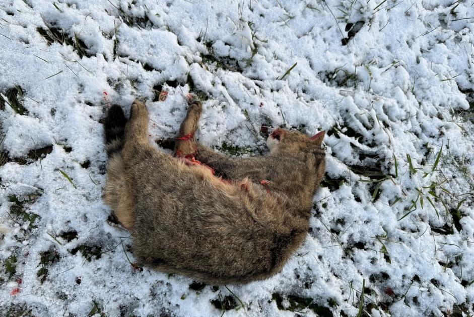 Avviso Ritrovamento Gatto Non conosciuta Vully-les-Lacs Svizzera