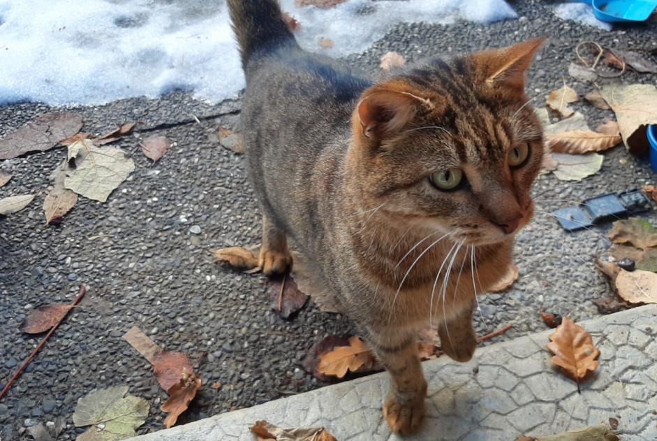 Avviso Ritrovamento Gatto Non conosciuta Martigny-Combe Svizzera