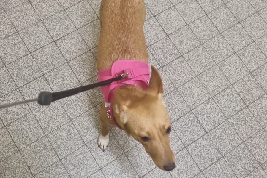 Avviso scomparsa Cane  Femmina , 1 anni Onex Svizzera