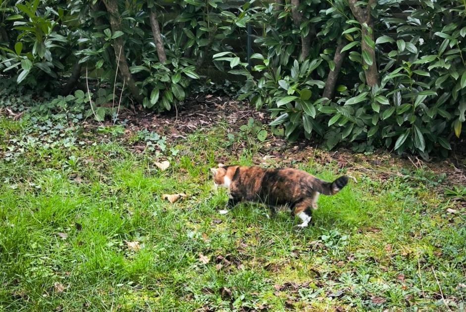 Avviso scomparsa Gatto Femmina , 3 anni Orléans Francia