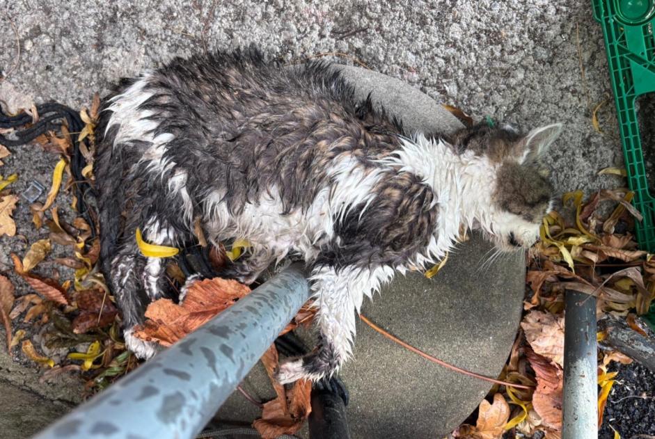 Avviso Ritrovamento Gatto Non conosciuta Bourg-en-Lavaux Svizzera