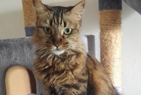 Avviso scomparsa Gatto Femmina , 6 anni Saint-Denis Francia