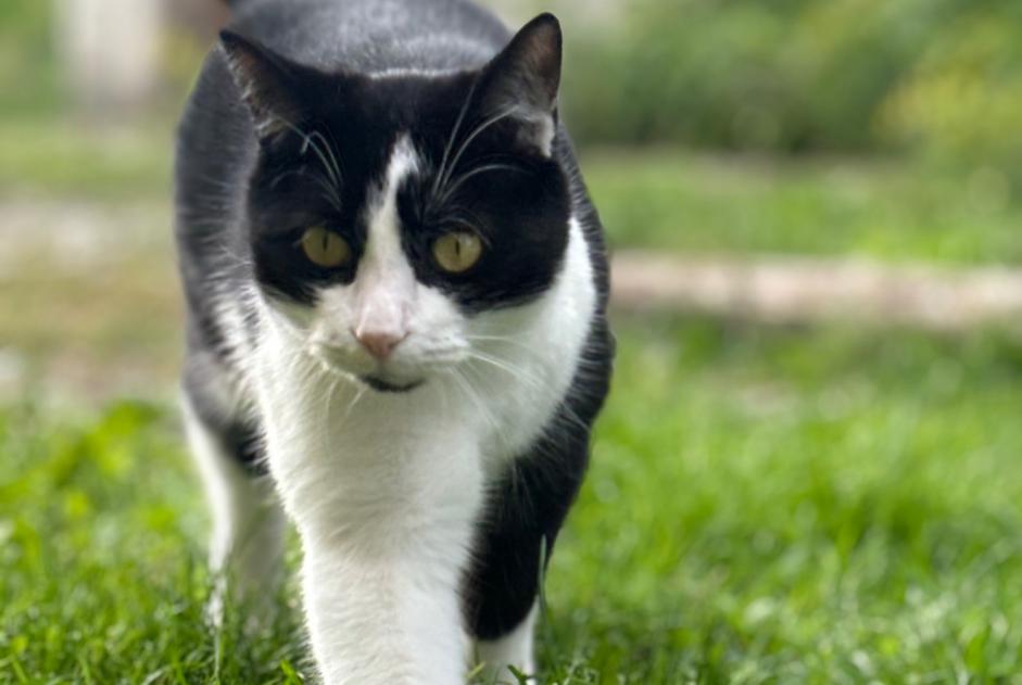 Avviso scomparsa Gatto incrocio di razze Maschio , 2 anni Sierre Svizzera