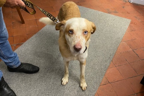 Avviso Ritrovamento Cane incrocio di razze Maschio Le Coudray-sur-Thelle Francia