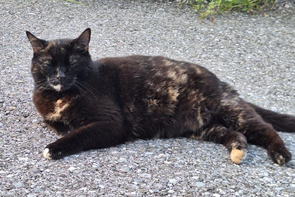 Avviso scomparsa Gatto Femmina , 6 anni Broc Svizzera