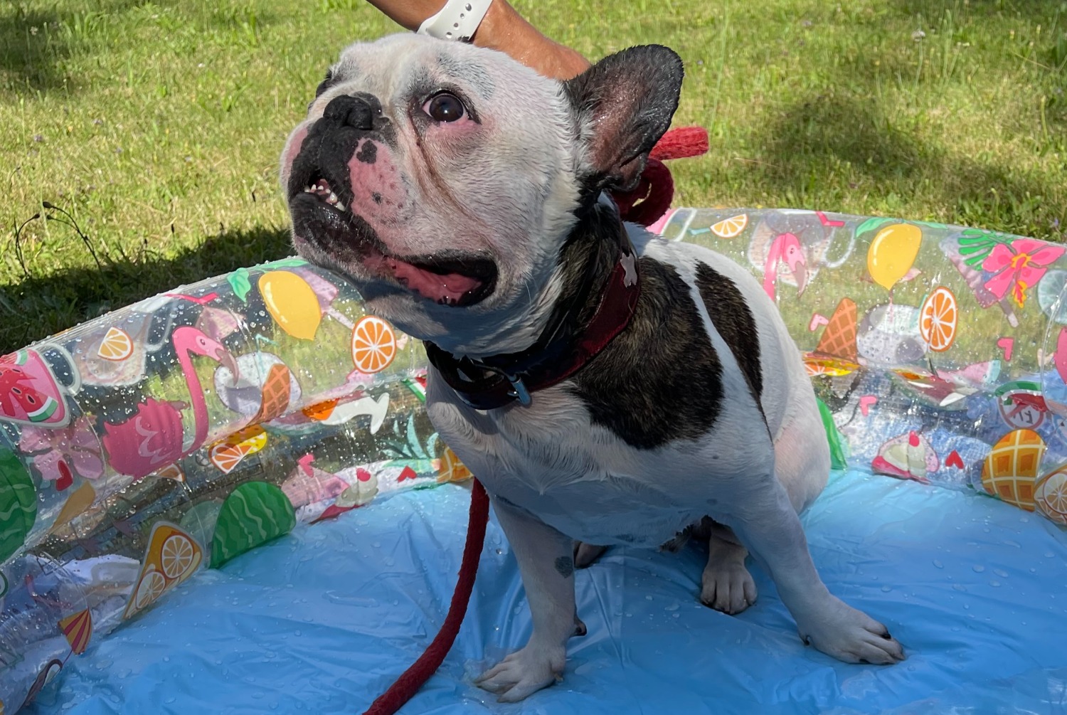 Avviso scomparsa Cane  Maschio , 5 anni Bulle Svizzera