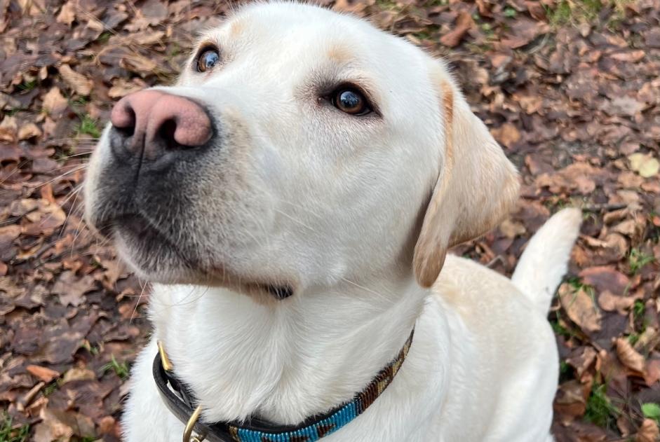 Avviso scomparsa Cane  Maschio , 1 anni Avilly-Saint-Léonard Francia