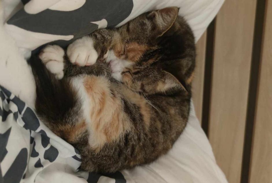 Avviso scomparsa Gatto Femmina , 10 anni L'Hermenault Francia