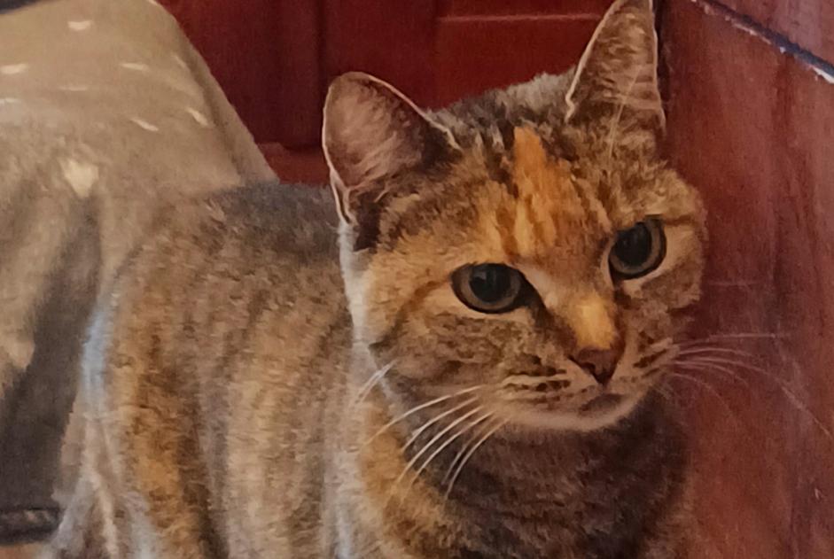 Avviso Ritrovamento Gatto incrocio di razze Non conosciuta Neuchâtel Svizzera