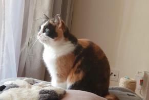 Avviso scomparsa Gatto Femmina , 4 anni Lausanne Svizzera