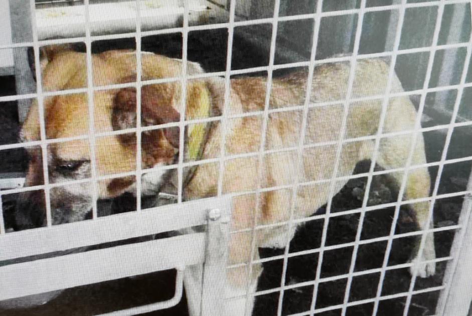 Avviso Ritrovamento Cane incrocio di razze Femmina Crosville-la-Vieille Francia