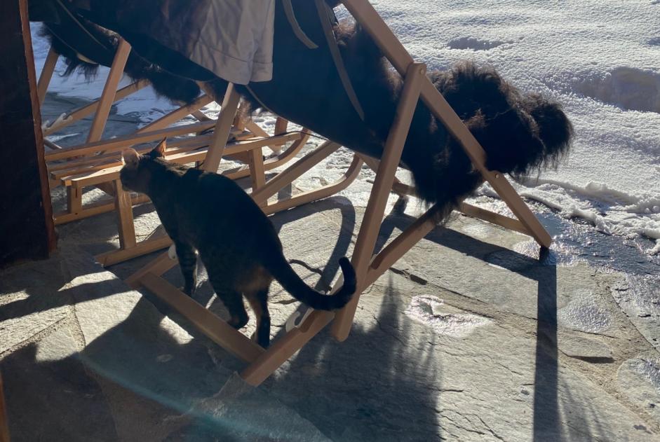 Avviso scomparsa Gatto  Femmina , 5 anni Val de Bagnes Svizzera