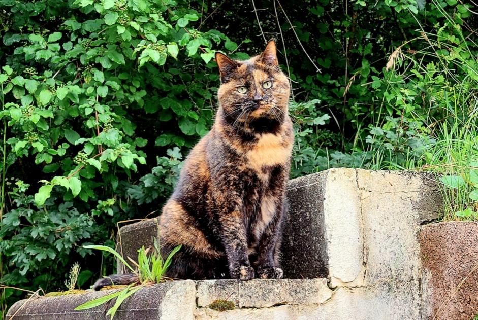 Avviso scomparsa Gatto Femmina , 15 anni Veyrier Svizzera