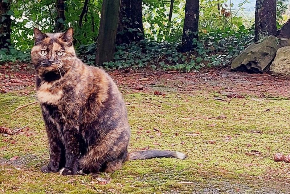 Avviso scomparsa Gatto Femmina , 15 anni Veyrier Svizzera