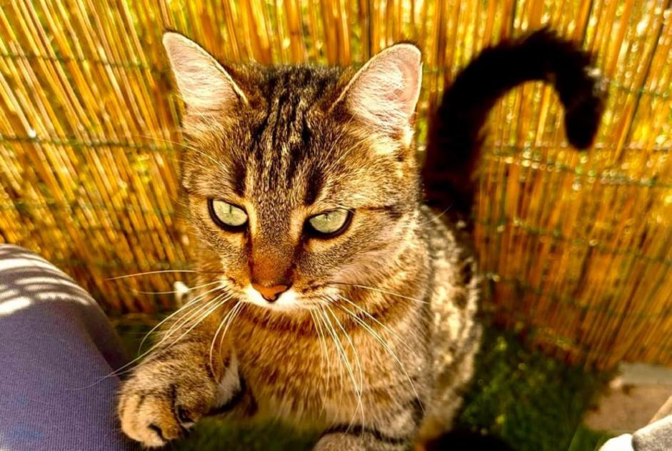 Avviso scomparsa Gatto Femmina , 5 anni Maillane Francia