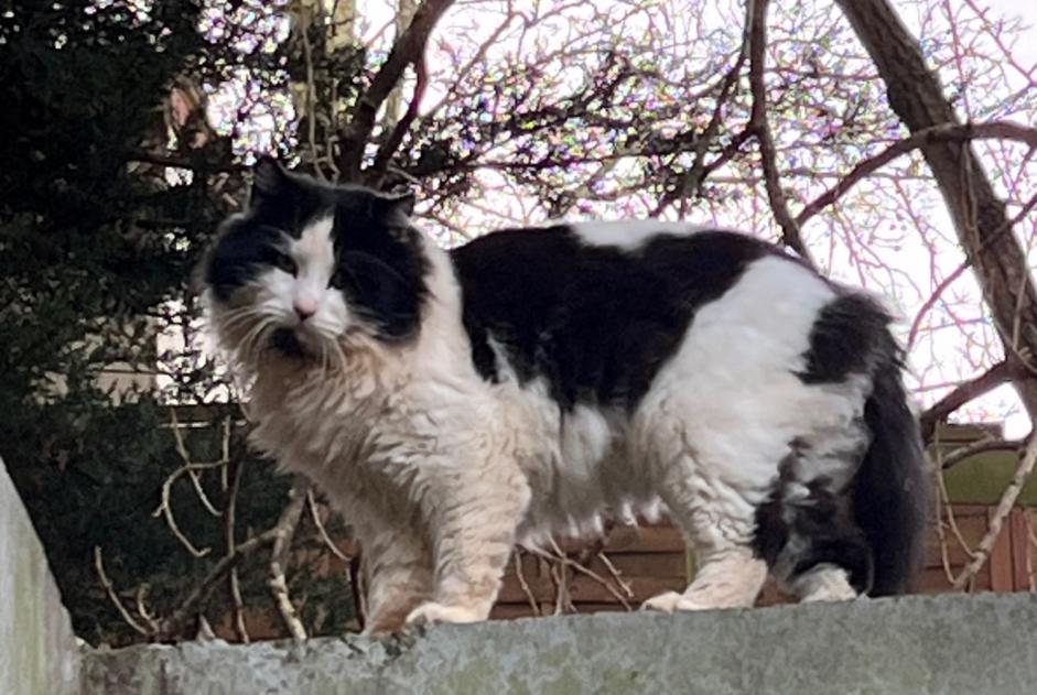 Avviso Ritrovamento Gatto Non conosciuta Villiers-Saint-Frédéric Francia