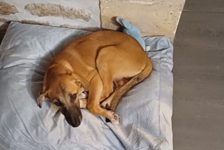 Avviso scomparsa Cane incrocio di razze Maschio , 1 anni Saint-Georges-de-Didonne Francia