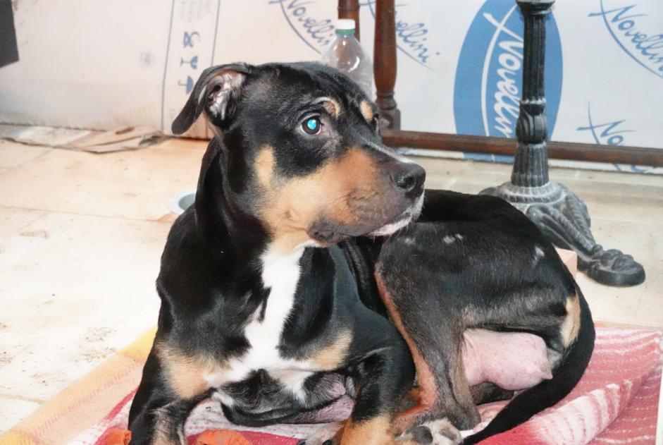 Avviso Ritrovamento Cane incrocio di razze Femmina , 2 anni Cour-Maugis-sur-Huisne Francia