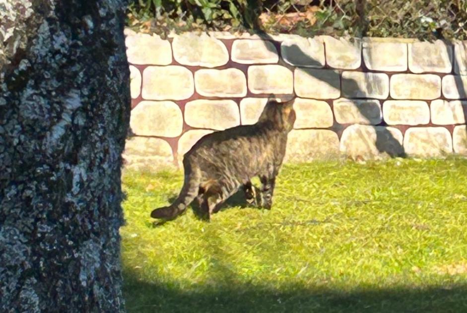 Avviso Ritrovamento Gatto Non conosciuta Le Mont-sur-Lausanne Svizzera