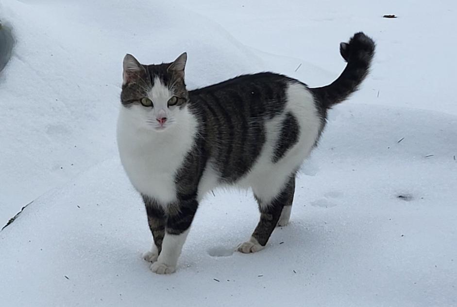 Avviso scomparsa Gatto Maschio , 3 anni Val-de-Ruz Svizzera