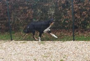 Avviso Ritrovamento Cane Non conosciuta Rueil-la-Gadelière Francia