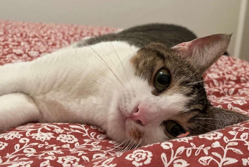 Avviso scomparsa Gatto Femmina , 4 anni La Balme-de-Sillingy Francia