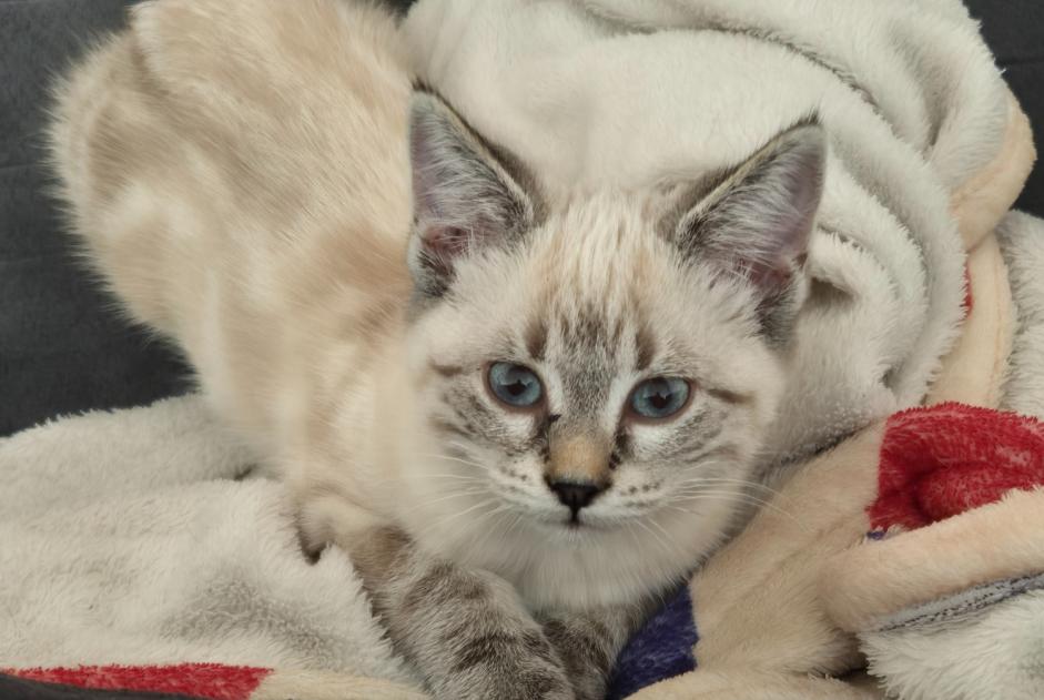 Avviso scomparsa Gatto incrocio di razze Femmina , 1 anni Saxon Svizzera