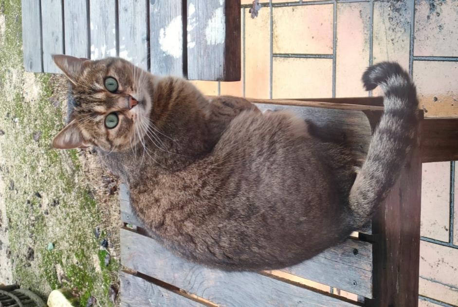 Avviso scomparsa Gatto  Femmina , 6 anni La Chartre-sur-le-Loir Francia