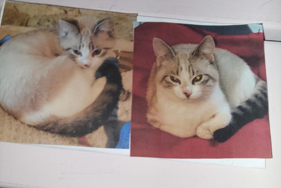 Avviso scomparsa Gatto  Femmina , 9 anni Saint-Gence Francia