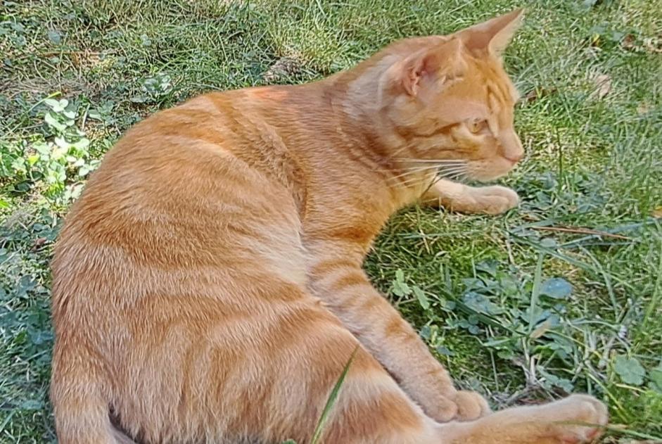 Avviso scomparsa Gatto incrocio di razze Maschio , 2 anni La Tour-de-Salvagny Francia