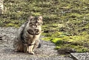 Avviso Ritrovamento Gatto Non conosciuta , 2 anni Genève Svizzera