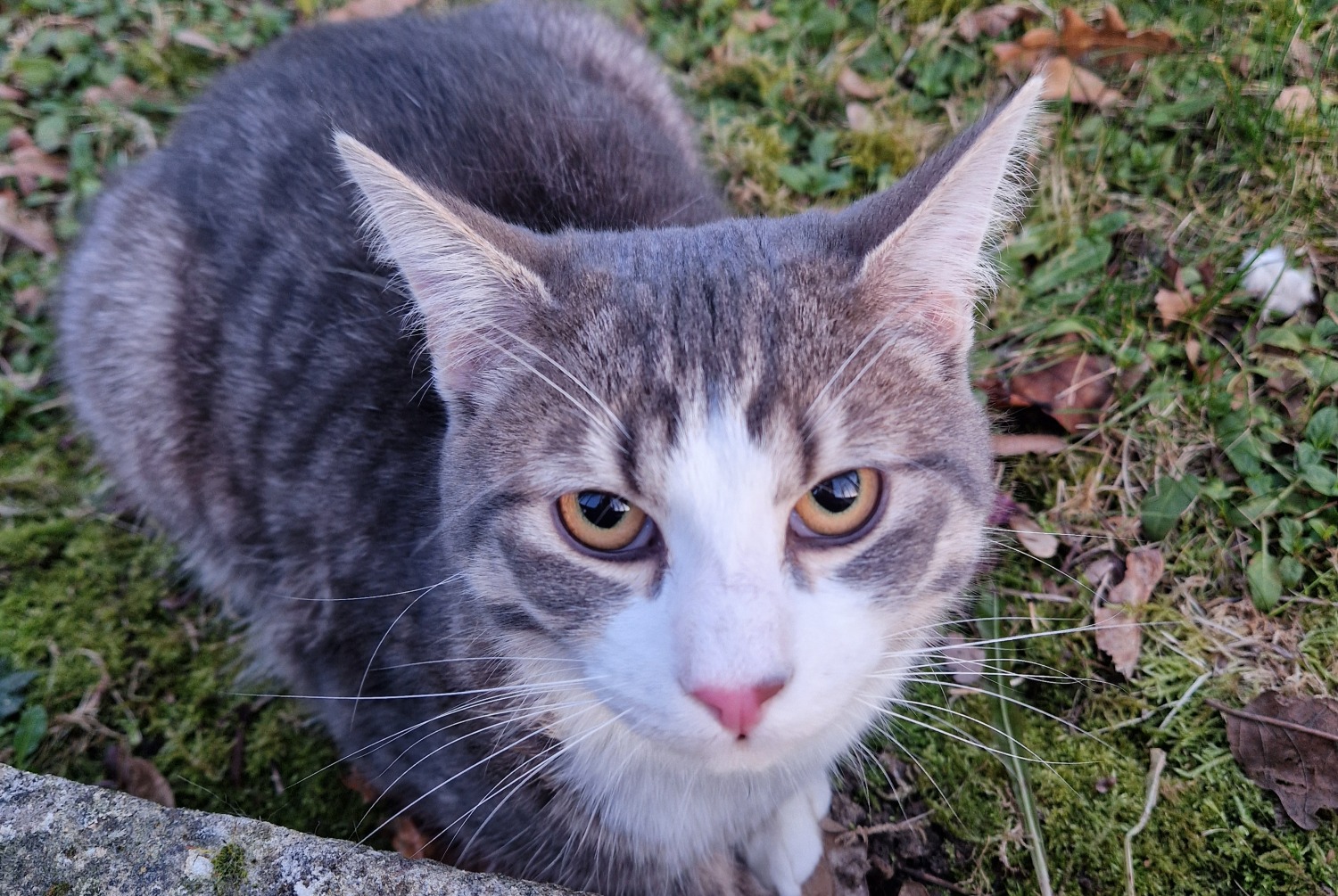 Avviso Ritrovamento Gatto Maschio , 2025 anni Créteil Francia