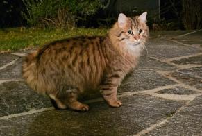 Avviso Ritrovamento Gatto Non conosciuta Romanel-sur-Lausanne Svizzera