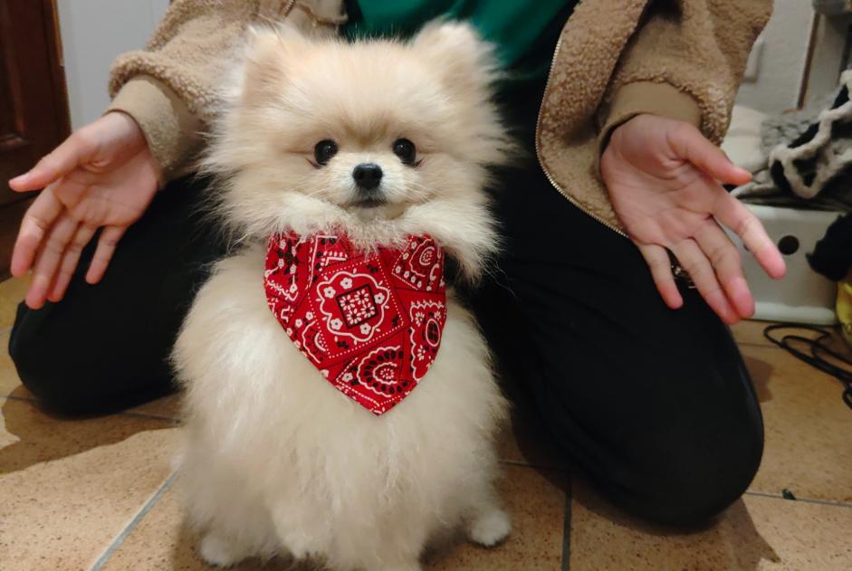 Avviso scomparsa Cane  Maschio , 1 anni Vernayaz Svizzera