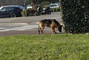 Avviso Ritrovamento Cane  Maschio Dinard Francia