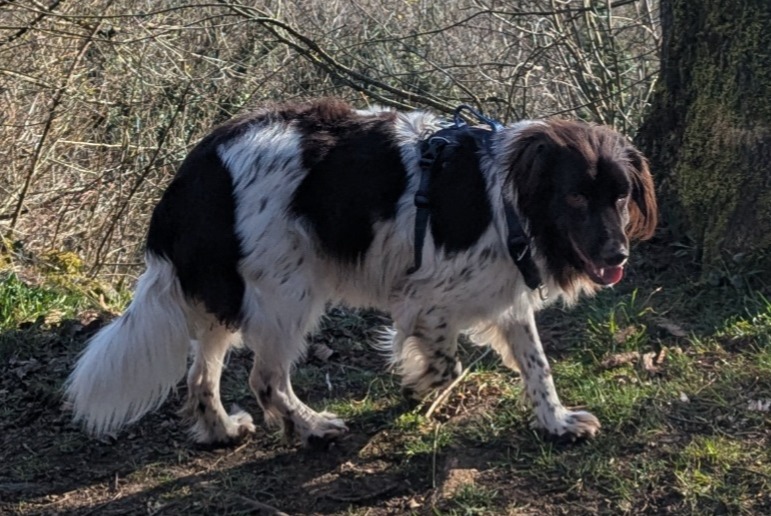 Avviso scomparsa Cane  Maschio , 2 anni Chavigny Francia