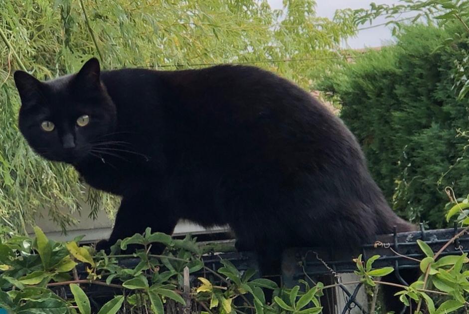 Avviso scomparsa Gatto Femmina , 6 anni Saint-Médard-en-Jalles Francia