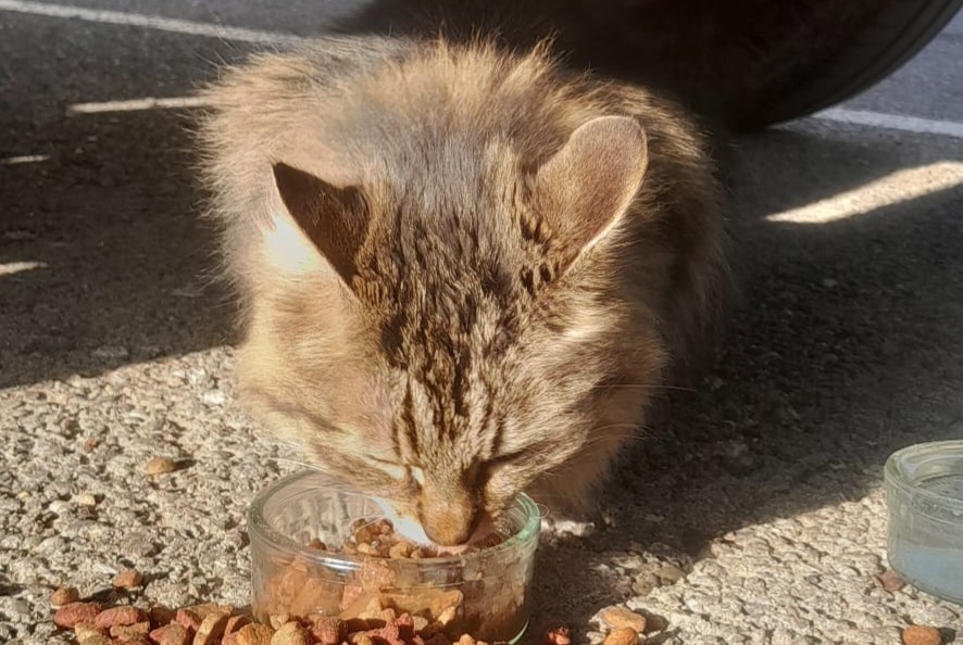 Avviso Ritrovamento Gatto Non conosciuta Nîmes Francia