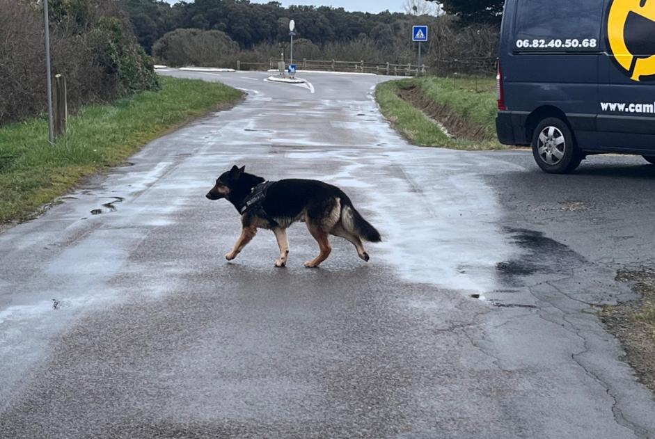 Avviso Ritrovamento Cane  Non conosciuta Les Sables-d'Olonne Francia