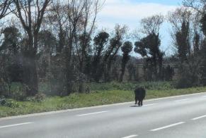 Avviso Ritrovamento Cane  Non conosciuta Villedoux Francia