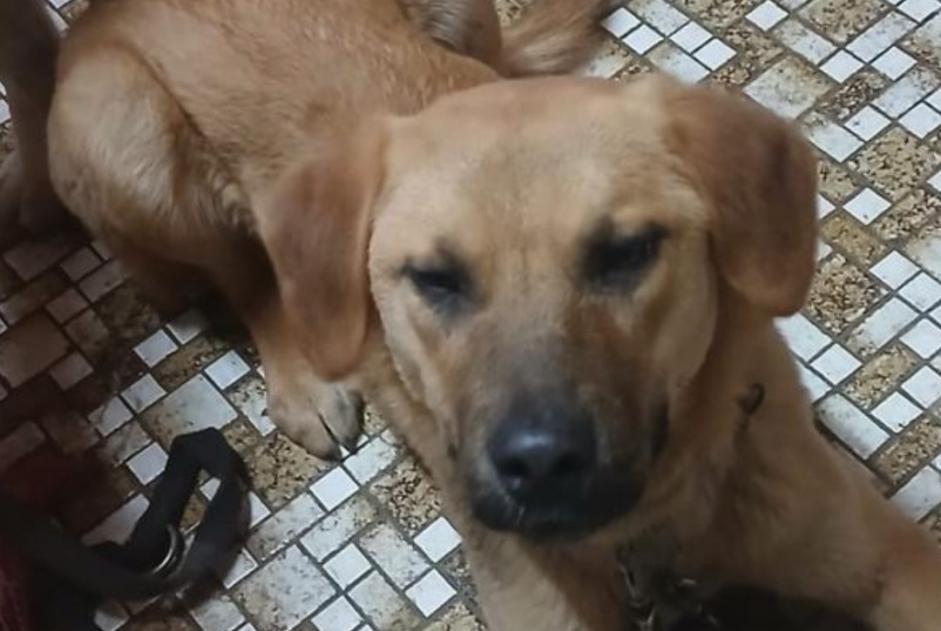 Avviso scomparsa Cane  Femmina , 1 anni Noble-Contrée Svizzera