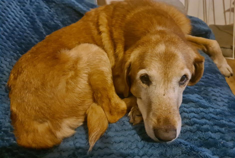 Avviso scomparsa Cane incrocio di razze Maschio , 15 anni Saint-Just-prés-Brioude Francia