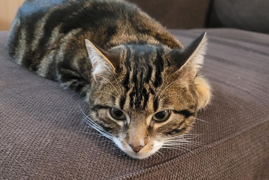 Avviso scomparsa Gatto Maschio , 1 anni Saint-Pierre-des-Corps Francia